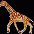 walking-giraffe
