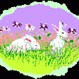 Bunnies in field