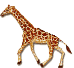 walking-giraffe.gif